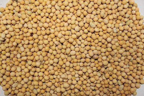 5省试点转基因玉米大豆，明年有望技术收费